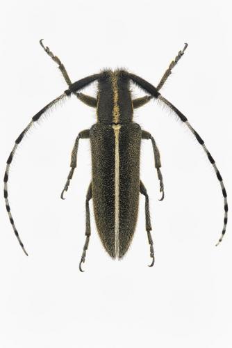 Agapanthia suturalis
